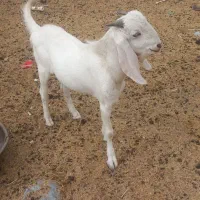 گوسفند نسل دار