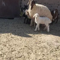 میش جوان زایش اول فروشی|حیوانات مزرعه|زیرکوه, |دیوار