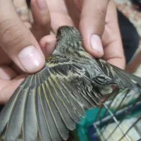 دو عدد سیره گلبسر