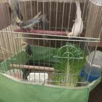 عروس هلندی نر و ماده با ۳ جوجه ۳ ماهه دونه خور|پرنده|تهران, قصر فیروزه ۲|دیوار