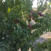 باغ زمین|فروش زمین و ملک کلنگی|شبستر, |دیوار