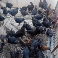 مرغ سیاه