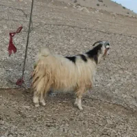 بز داشتی جوان دوقلو زا 50 روز ابست|حیوانات مزرعه|ایلام, |دیوار