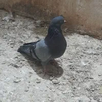 دوعدد گرفتنی|پرنده|آبادان, |دیوار