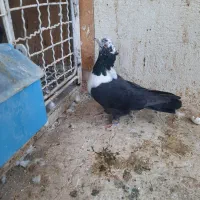 سلام  دوستان کبوتر فروشی ماده خطی  وسینه مشکی
