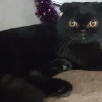 گربه نر اسکاتیس