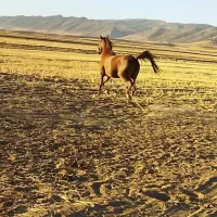 اسب ( مادیان)