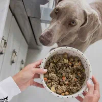 غذای خانگی پخت روزانه برای سگ و گربه