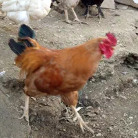 خروس محلی|حیوانات مزرعه|بانه, |دیوار