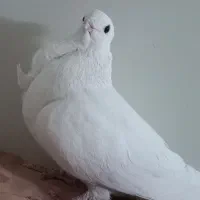 ماده شامی (نوک ریز) سینه فر معاوضه اصفهانی|پرنده|اصفهان, محله سفلی|دیوار