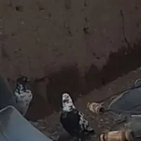 این کبوتر  یه بیست روز میشه رفت|حیوانات|خوی, |دیوار