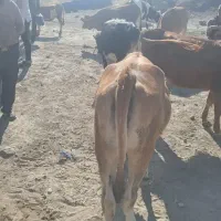 گوساله گوشتی