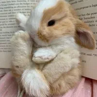 کلینیک تخصصی خرگوش مینی لوپ مینیاتوری با کارتکس