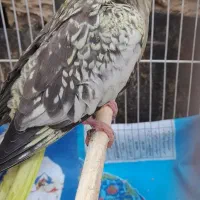عروس هلندی نرو ماده با یک جوجه سیخ پر
