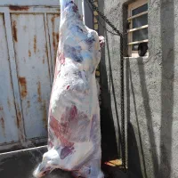 فروش گوساله بره بزعاله|خوردنی و آشامیدنی|جعفرآباد, |دیوار