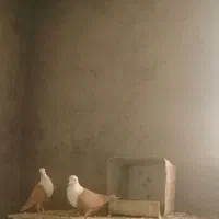 پنج جفت کله سفید زرد بدون کاکلی وکاکلی|پرنده|سبزوار, قلعهنو دهزار|دیوار