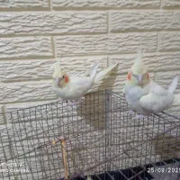 عروس پاریس آماده تخم گذاری فروش فوری