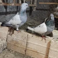 کبوتر سینه ابلغ سار کله ابلغ پلنگ
