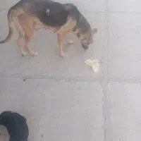 سگ ژرمن شیپر