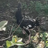 جوجه، مرغ، خورس، غاز