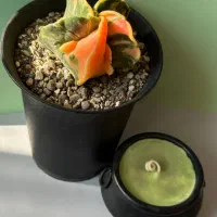 کاکتوس های کلکسیونی و خاص