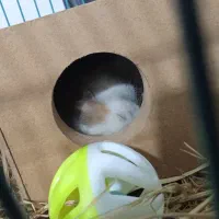 فروش فوری همستر|موش و خرگوش|دهدشت, |دیوار