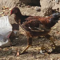 جوجه دورگه|حیوانات مزرعه|اردبیل, |دیوار