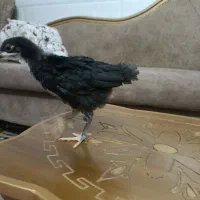 تخم مرغ نطفه دار ابریشمی وجوجه رسمی دوماهه|حیوانات مزرعه|قم, حاج خلیل|دیوار