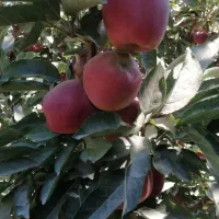 فروش نهال های پیوندی خاص|گل و گیاه طبیعی|تهران, زعفرانیه|دیوار