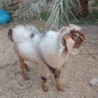 گوسفند|حیوانات مزرعه|نرماشیر, |دیوار