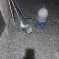 کبوتر|پرنده|بیرجند, |دیوار