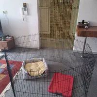 فروش لوازم جانبی سگ|لوازم جانبی حیوانات|جهرم, |دیوار