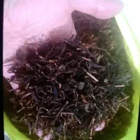 چوب چای درجه 1