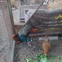 نر به شرط نطفه