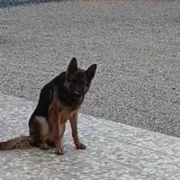 سگ ژرمن ماده|سگ|کرمانشاه, |دیوار