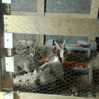 خرگوش|موش و خرگوش|برخوار, |دیوار