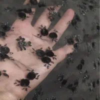 چادرمجلسی گل مخمل ریز کاملا نو