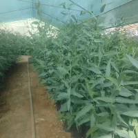 نهال اکالیپتوس|گل و گیاه طبیعی|کاشان, مشکات|دیوار