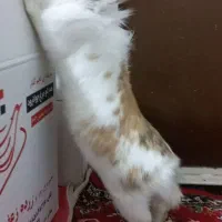 خرگوش جرسی زیبا