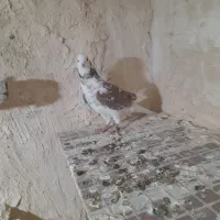 کبوتر شازده