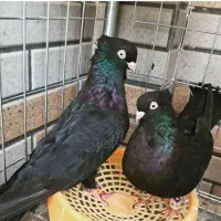 کبوتر سیاه اصیل آبادان