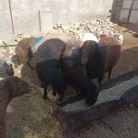 3رس قوچ افشار درج یک دونه ی 30تومن|حیوانات مزرعه|جغتای, |دیوار