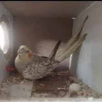 عروس هلندی|پرنده|تهران, هفده شهریور|دیوار