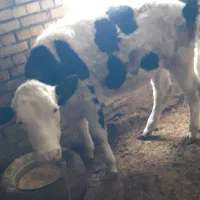 گوساله نر|حیوانات مزرعه|ماهیدشت, |دیوار