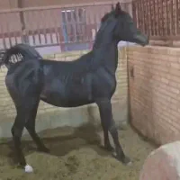 اسب عرب مصری زیبا اصیل و آینده دار