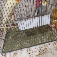 عروس هلندی نروماده|پرنده|ساوه, |دیوار