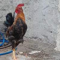 خروس عربی