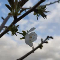 عروس هلندی ،نمیدونم نر هست یا ماده