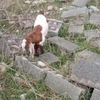 بز کهره دار|حیوانات مزرعه|کازرون, |دیوار