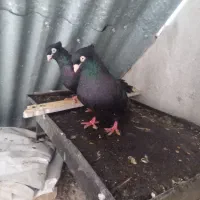 سیاه ابادانی|پرنده|خرمشهر, |دیوار